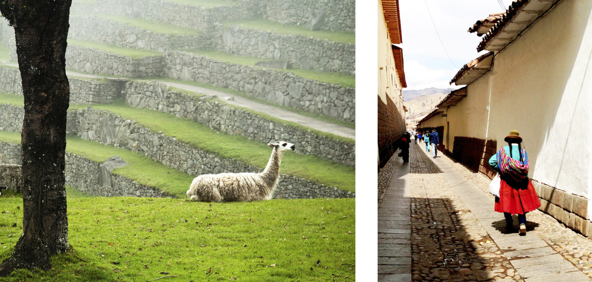 lhamas em machu picchu e ruas de cusco, peru