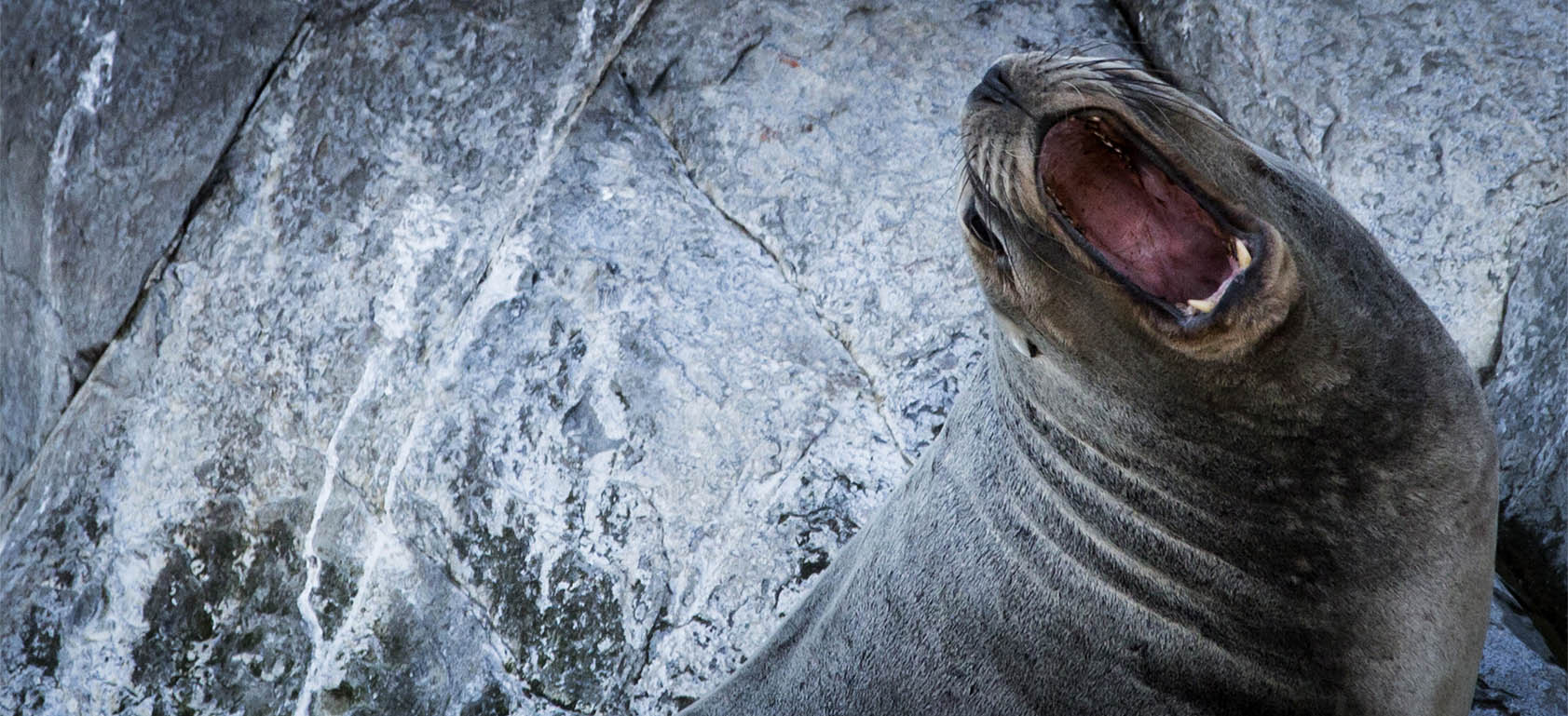 Leão-marinho no Canal de Beagle