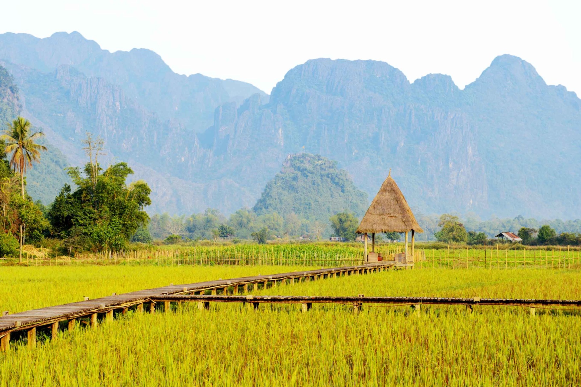 laos-campos-arroz