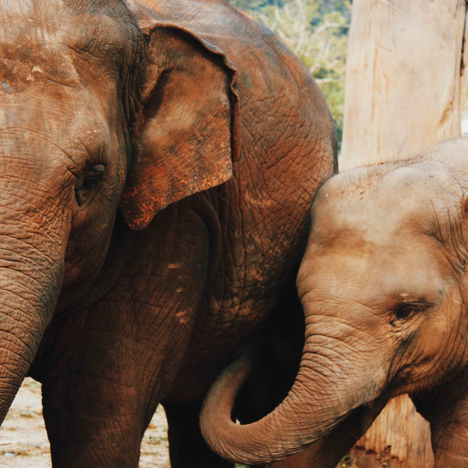 chiang-mai-elephant