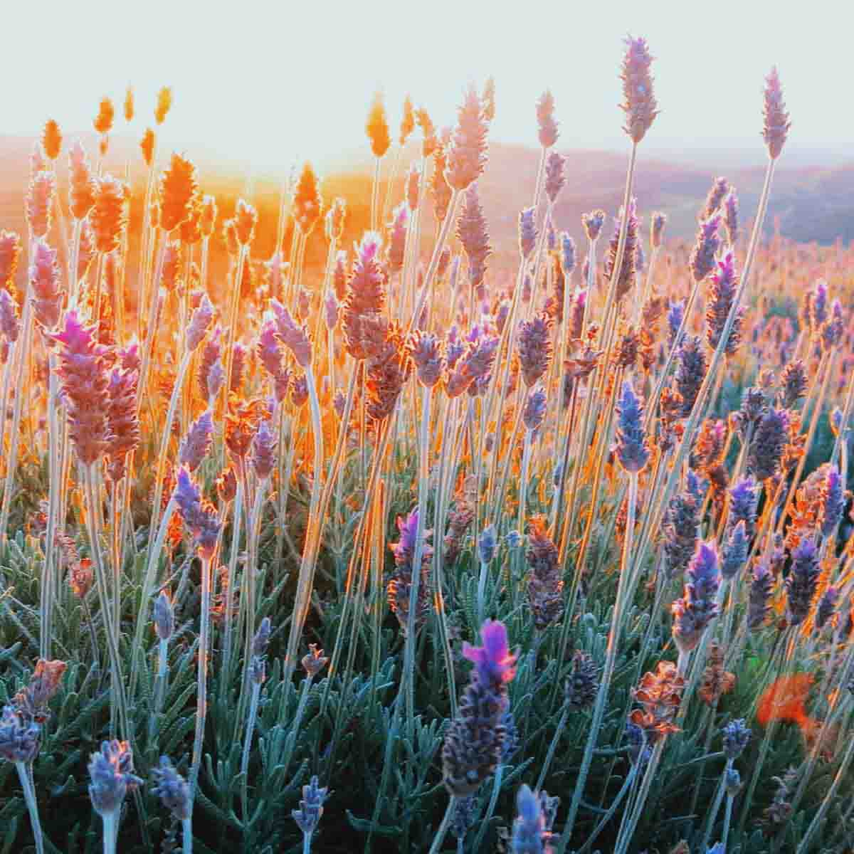 lavanda-cunha