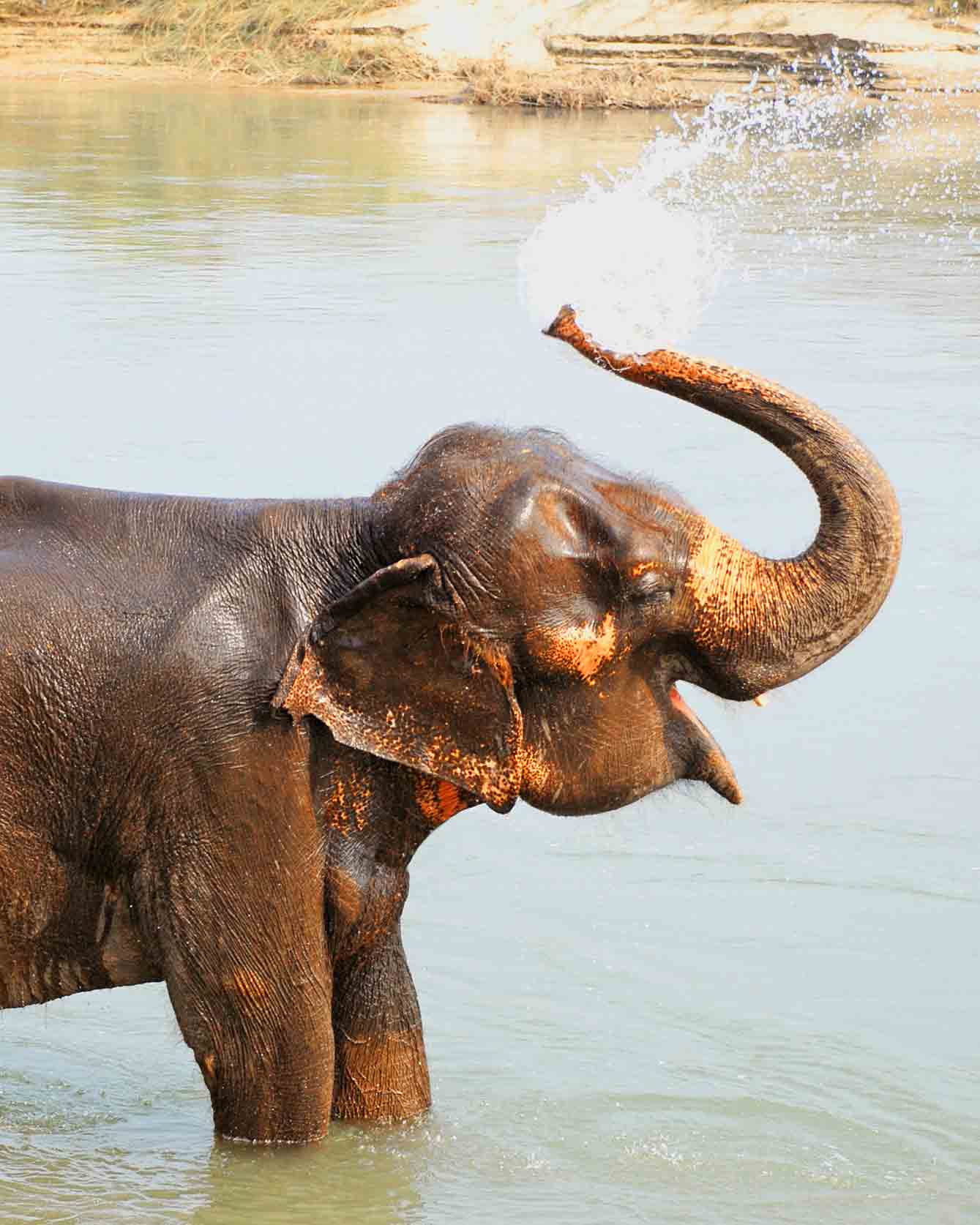 elefantes-na-tailandia