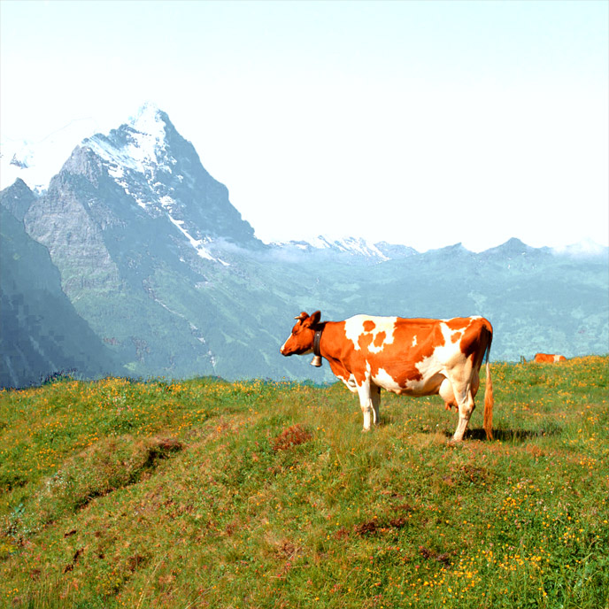 vaca-jungfrau