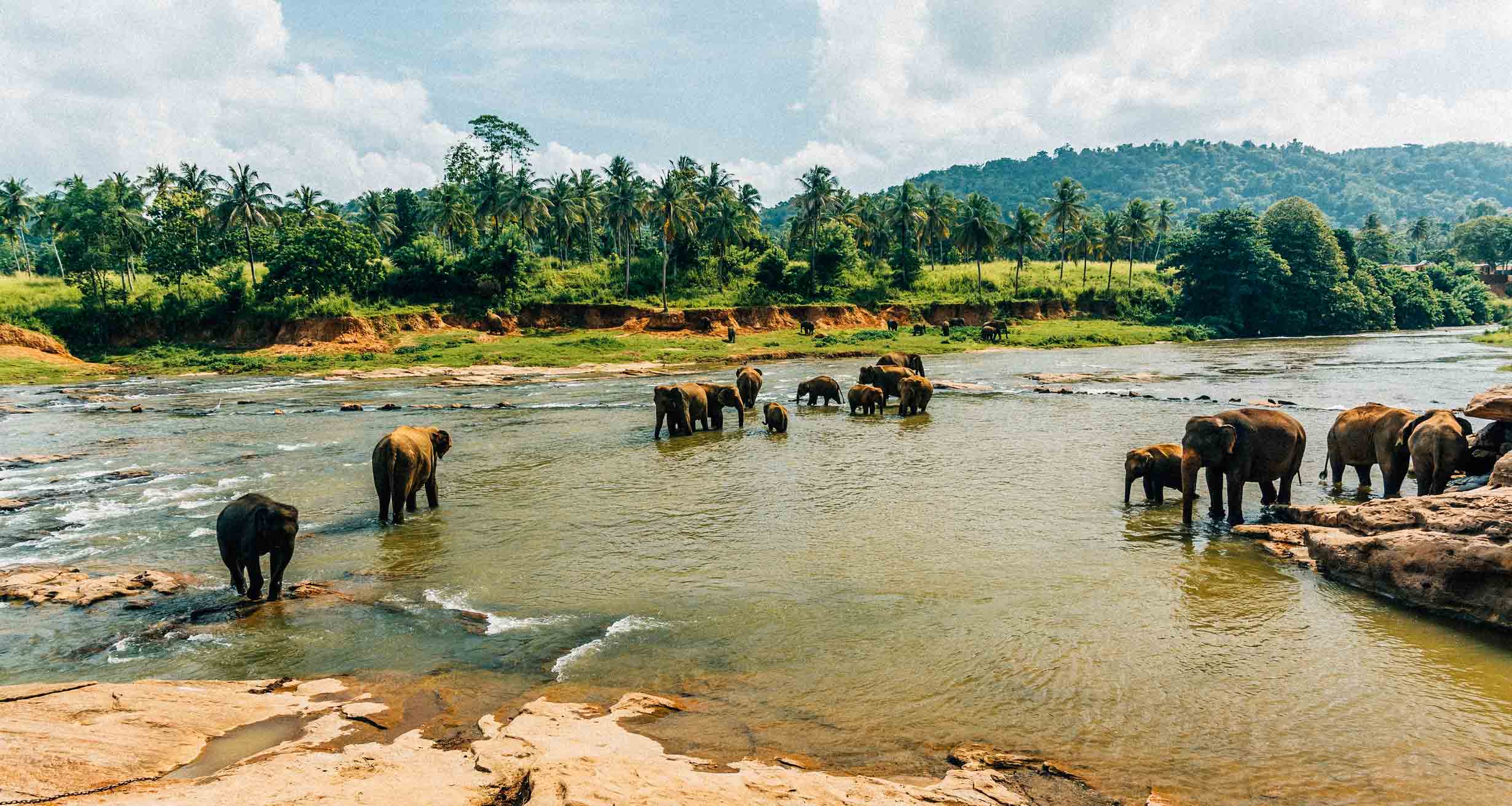 elefantes-sri-lanka