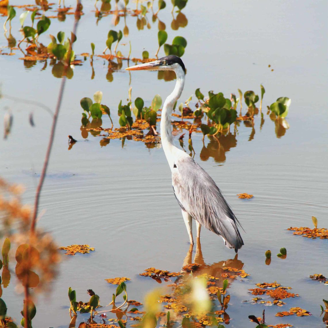 pantanal-norte