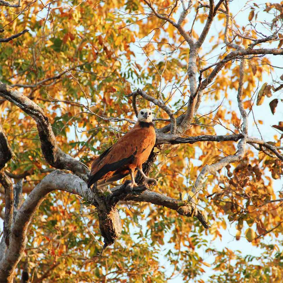 pantanal-norte