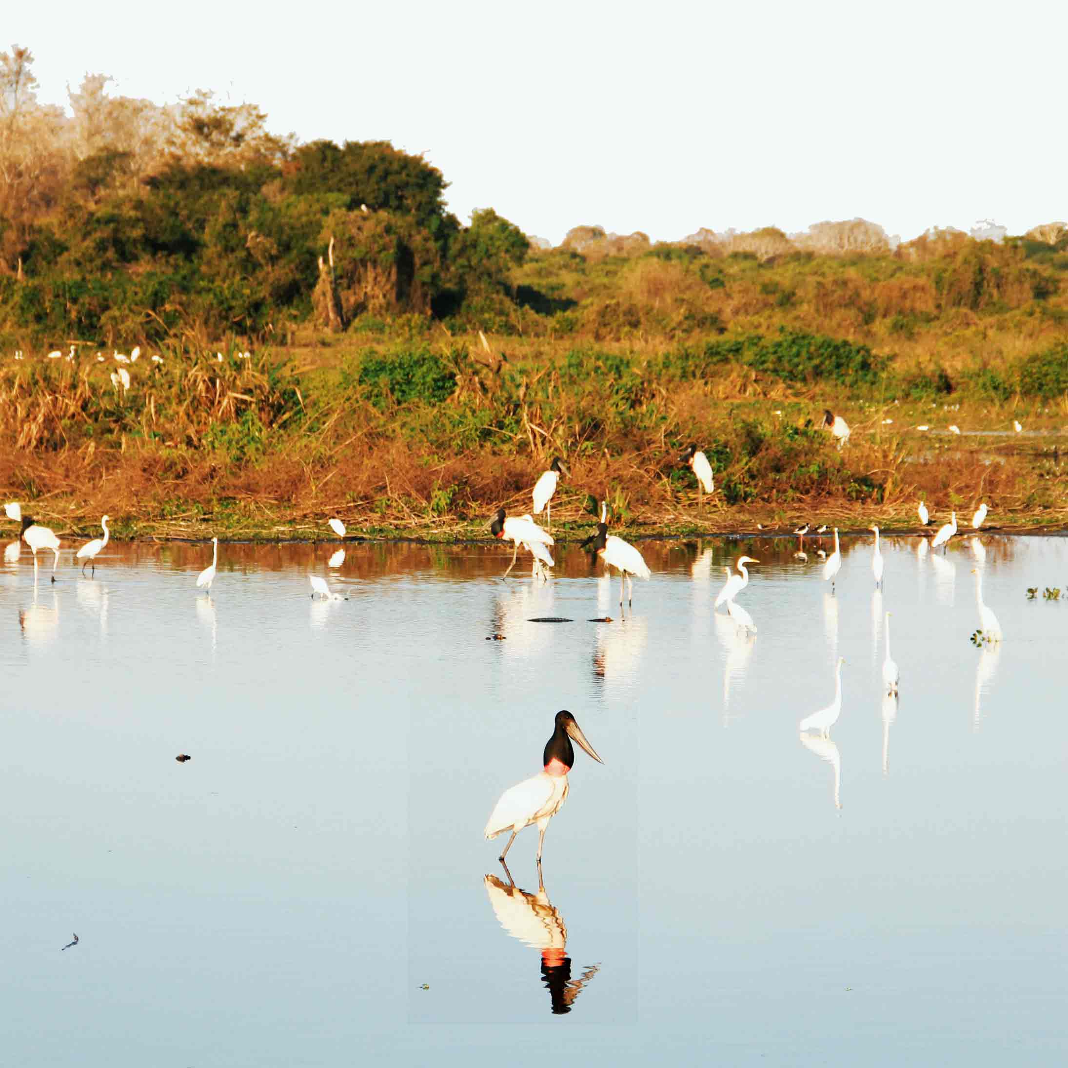 pantanal-norte