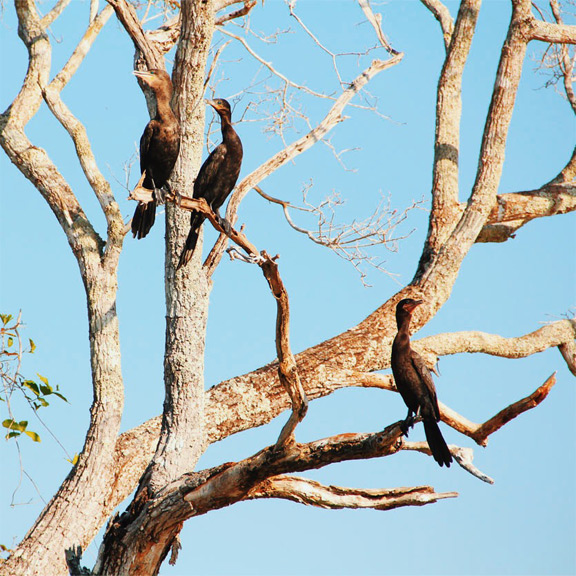 pantanal-norte