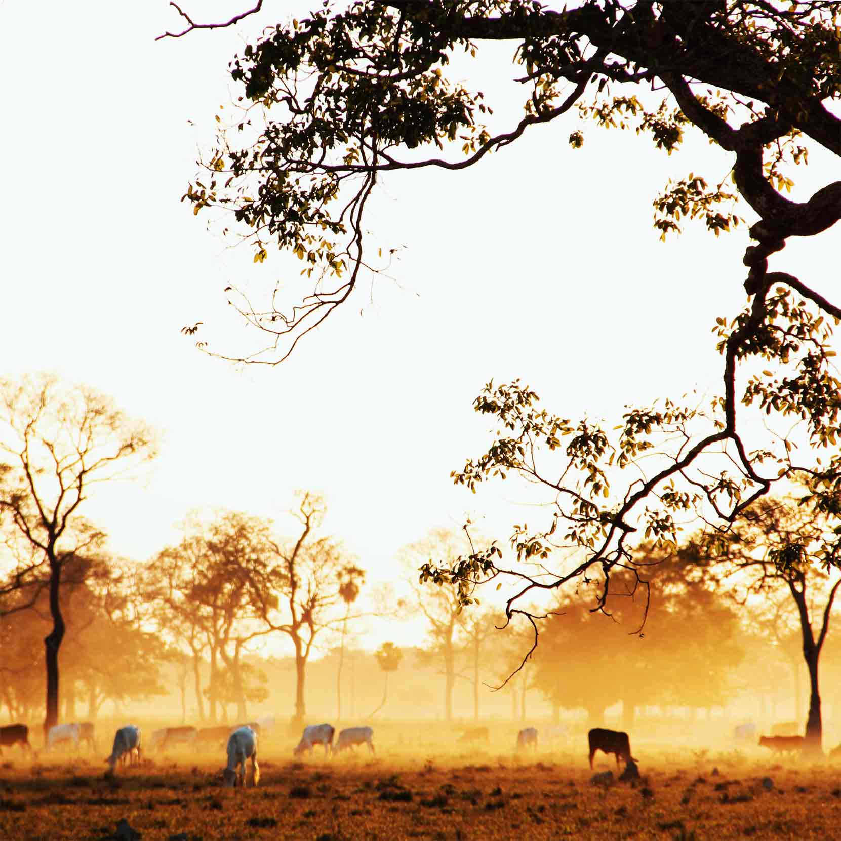 pantanal-norte