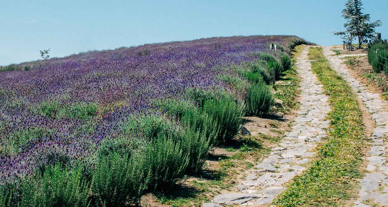 lavanda