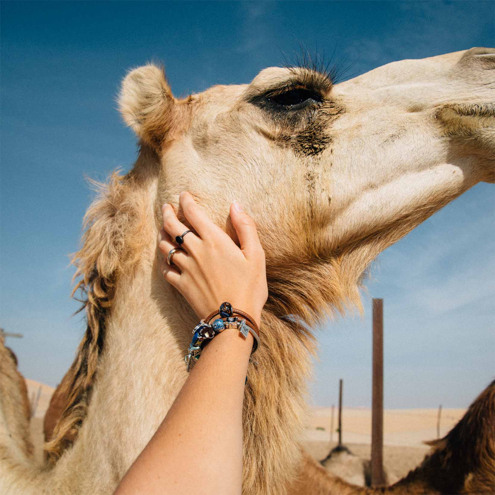 camelo-saara-merzouga