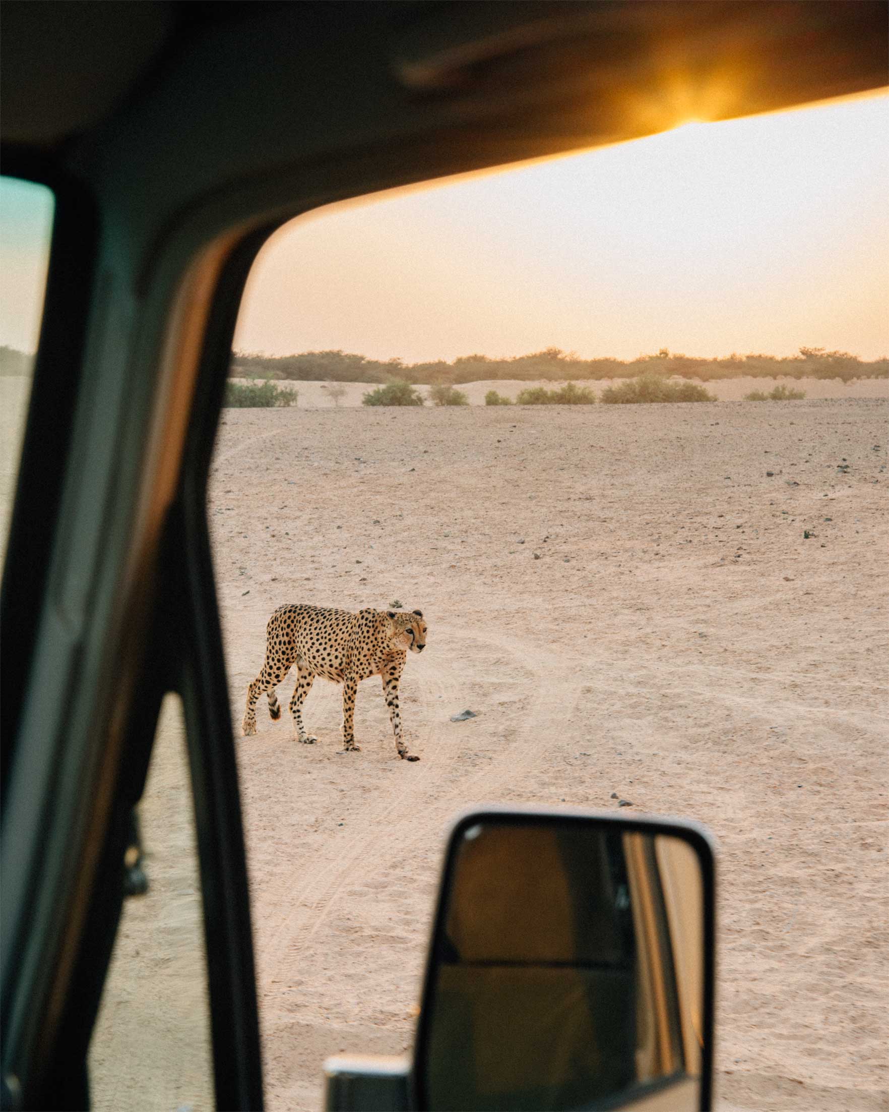 safari-sir-bani-yas