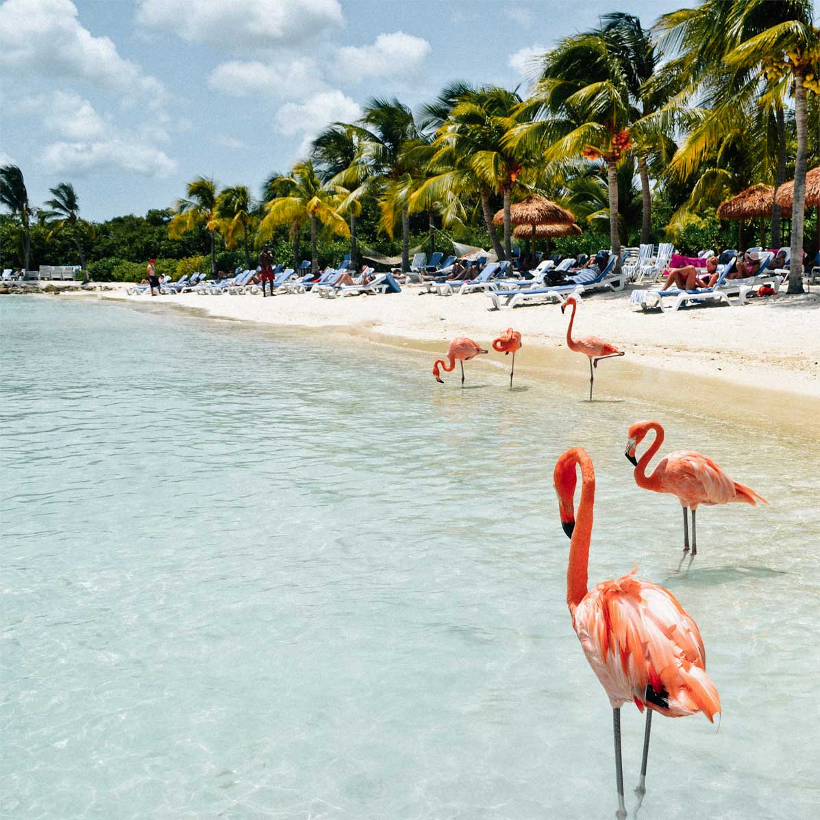 caribe-aruba-flamingos