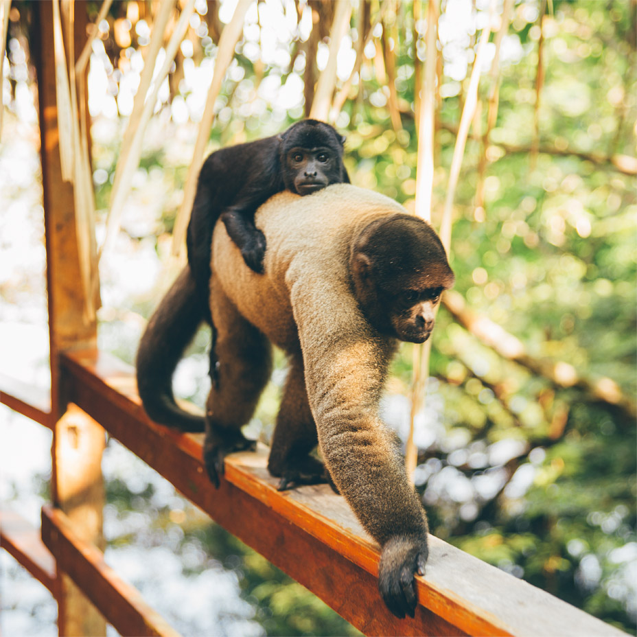 macacos-juma-amazon-lodge