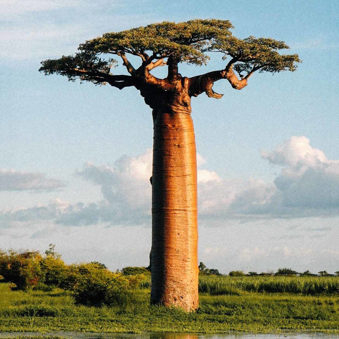 madagascar