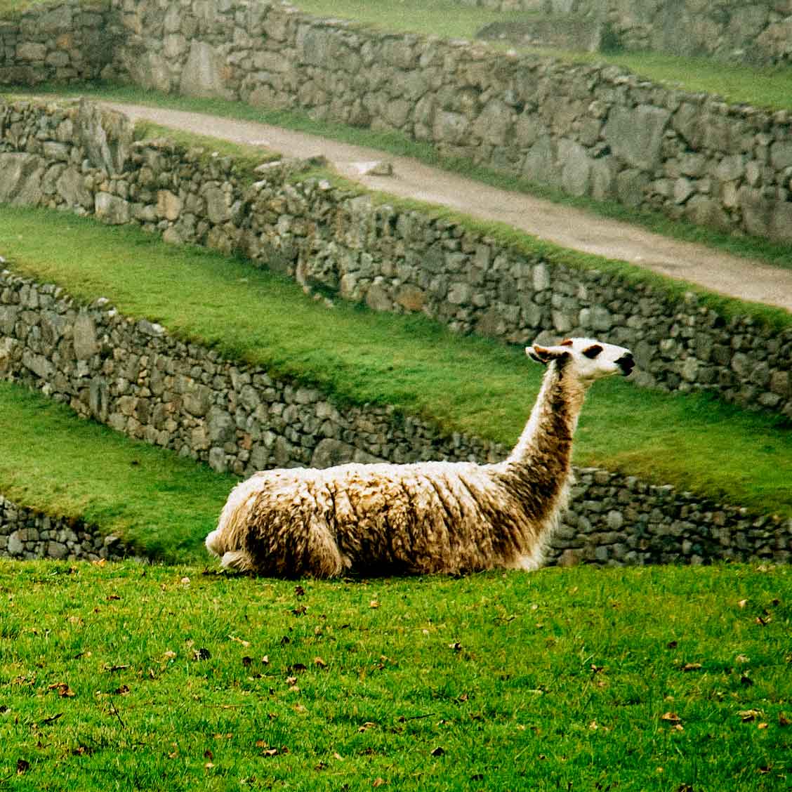 lhama-peru