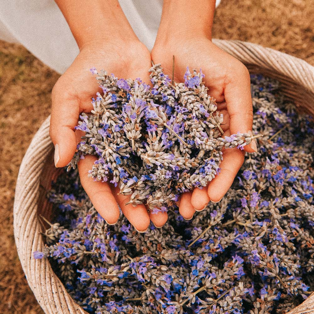 ali-lavender-farm-maui