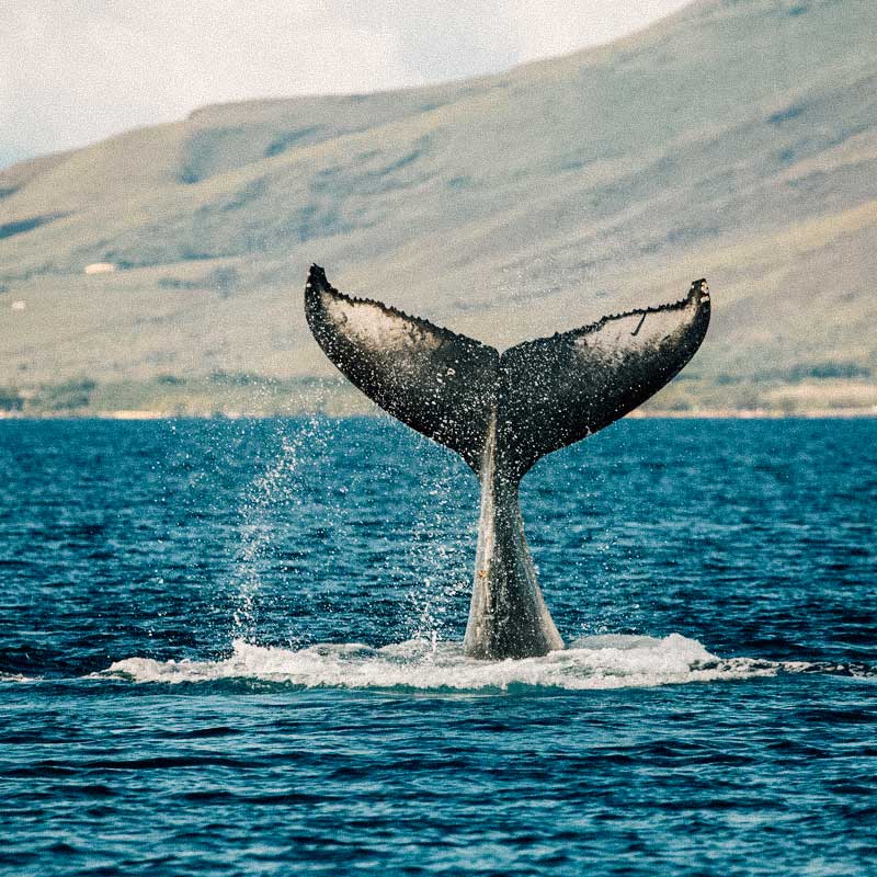 baleias-maui