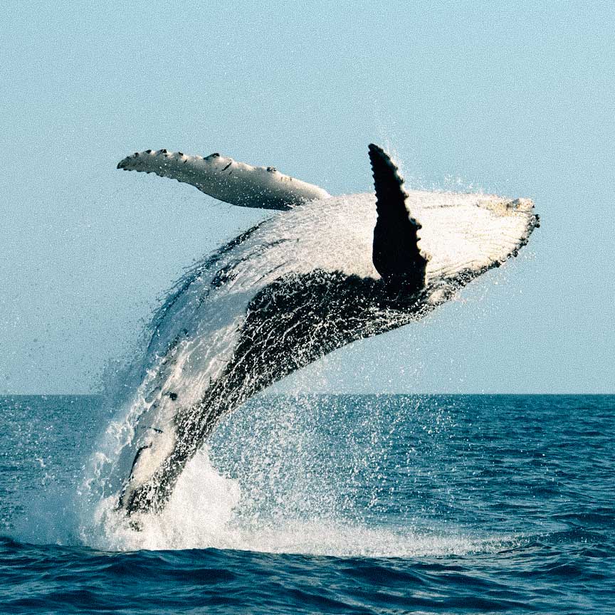 maui-baleias