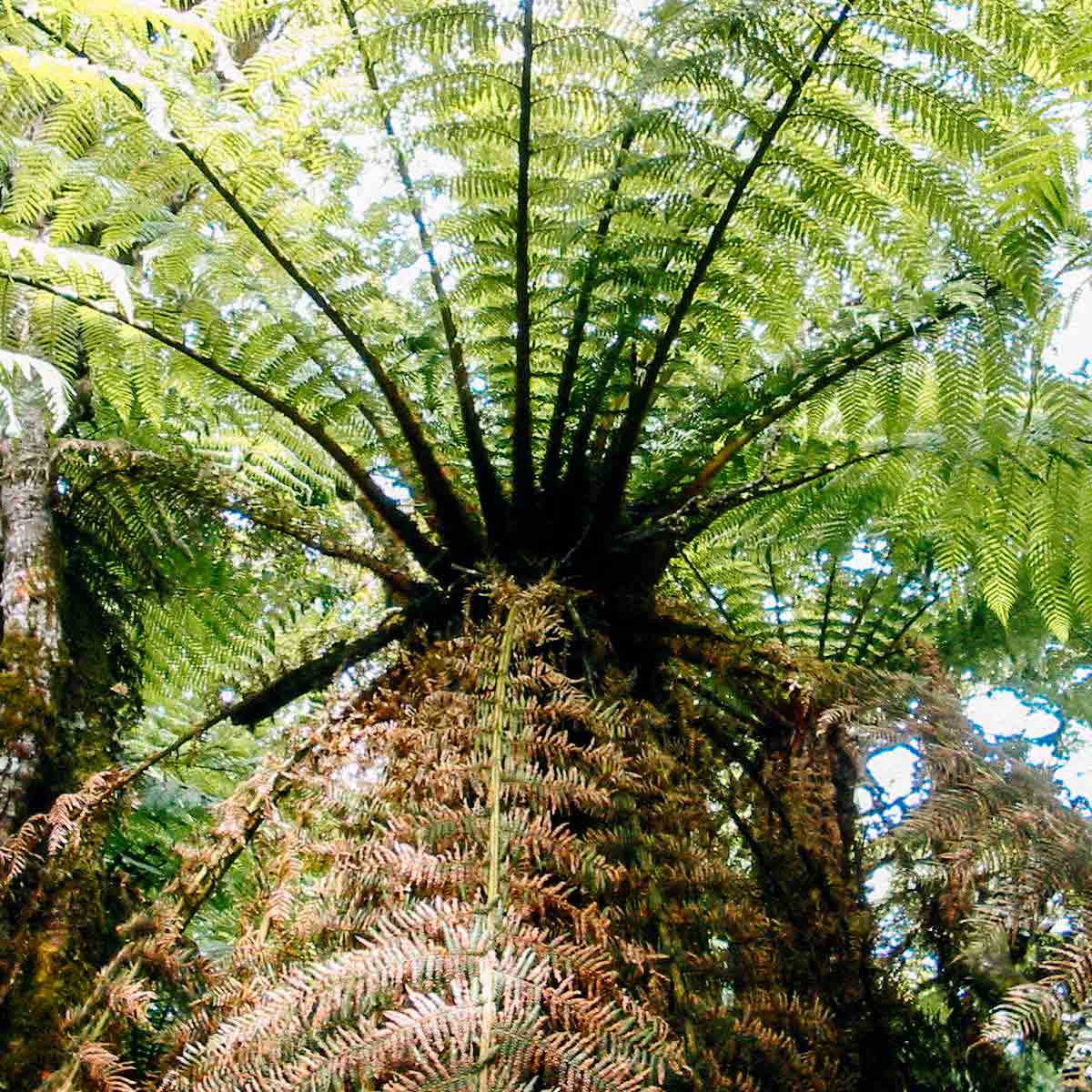 samambaias-parque-amboro