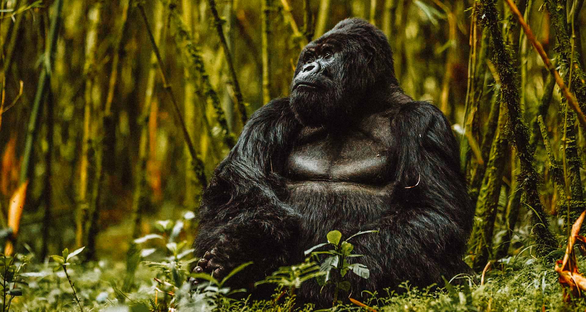 gorila-ruanda-safari