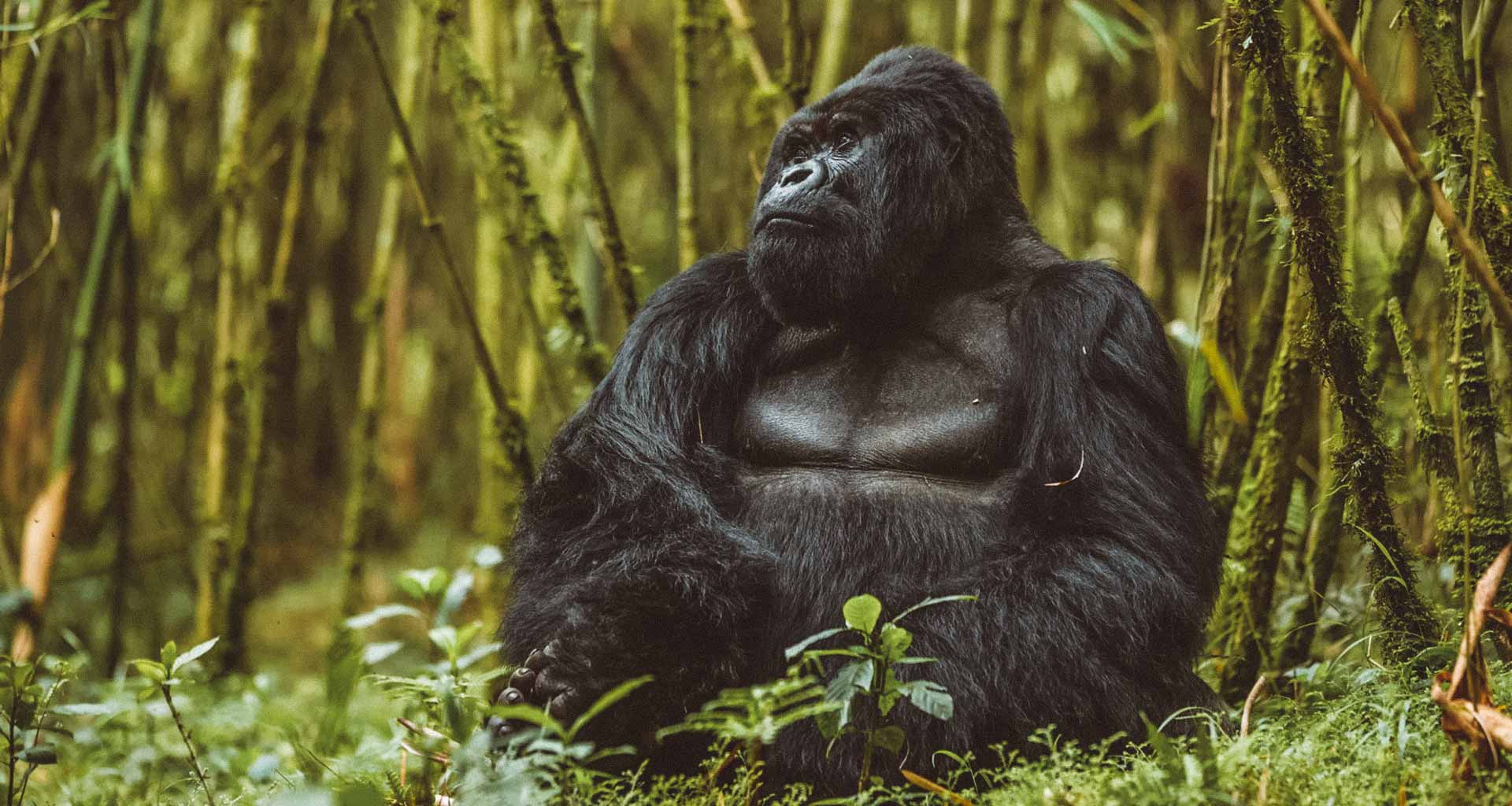gorila-ruanda