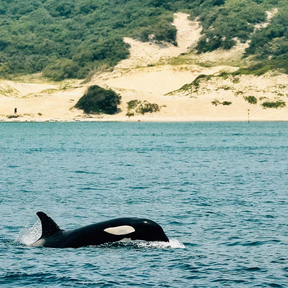 baleia-arraial-do-cabo