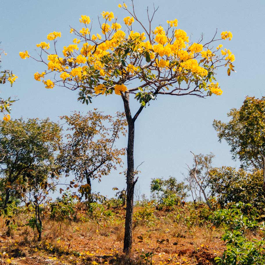 flor-cerrado-chapada-mesas