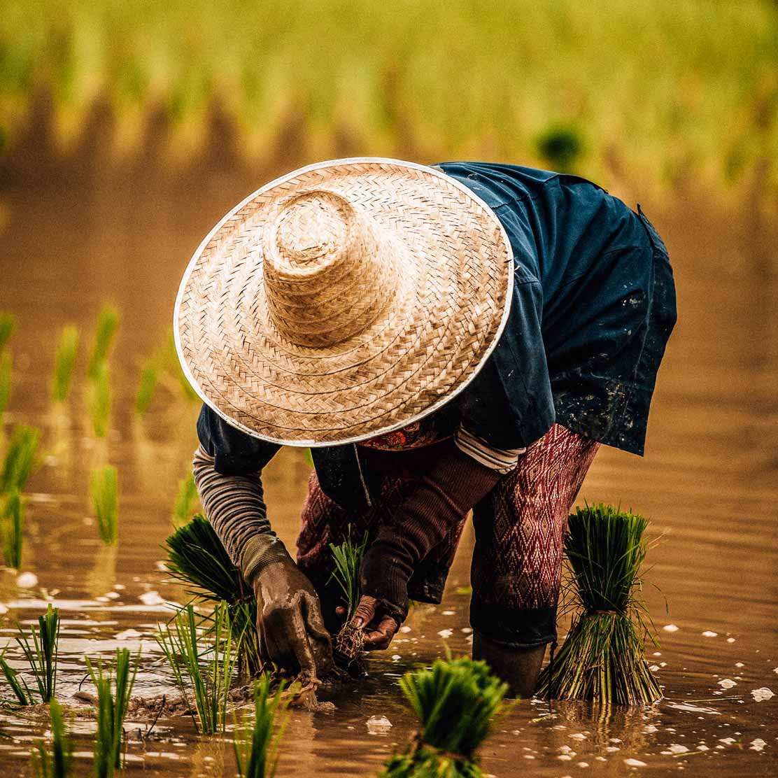 arroz-chiang-mai