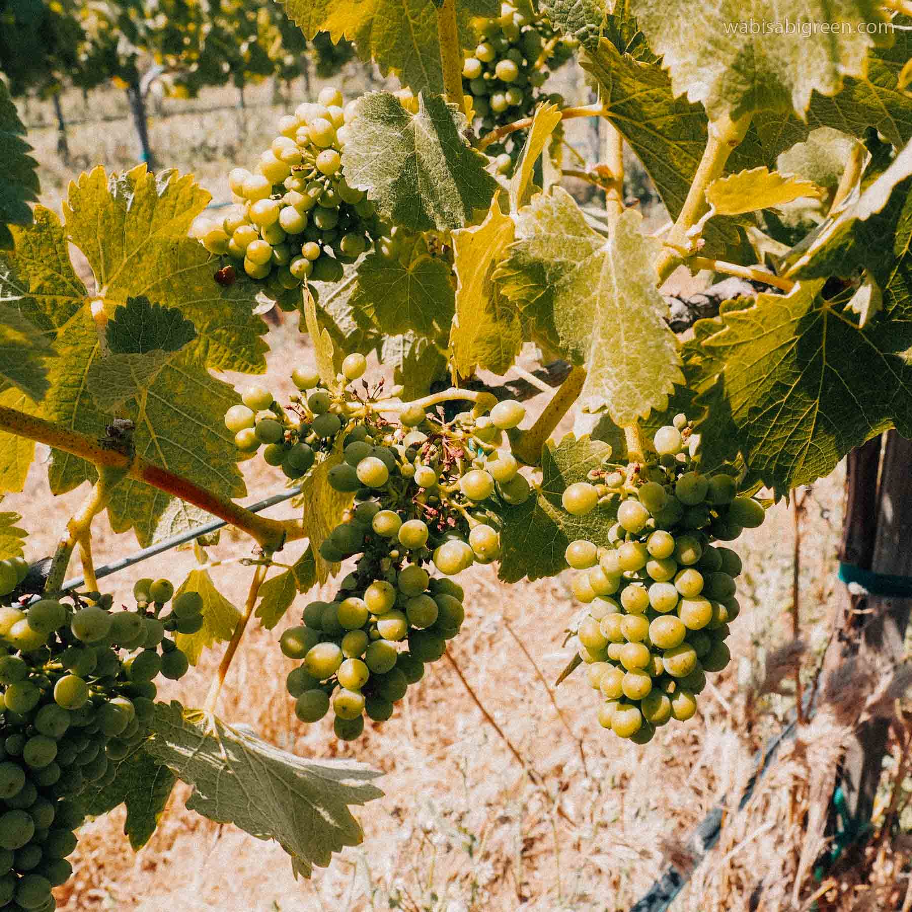 valle-de-guadalupe-vinho
