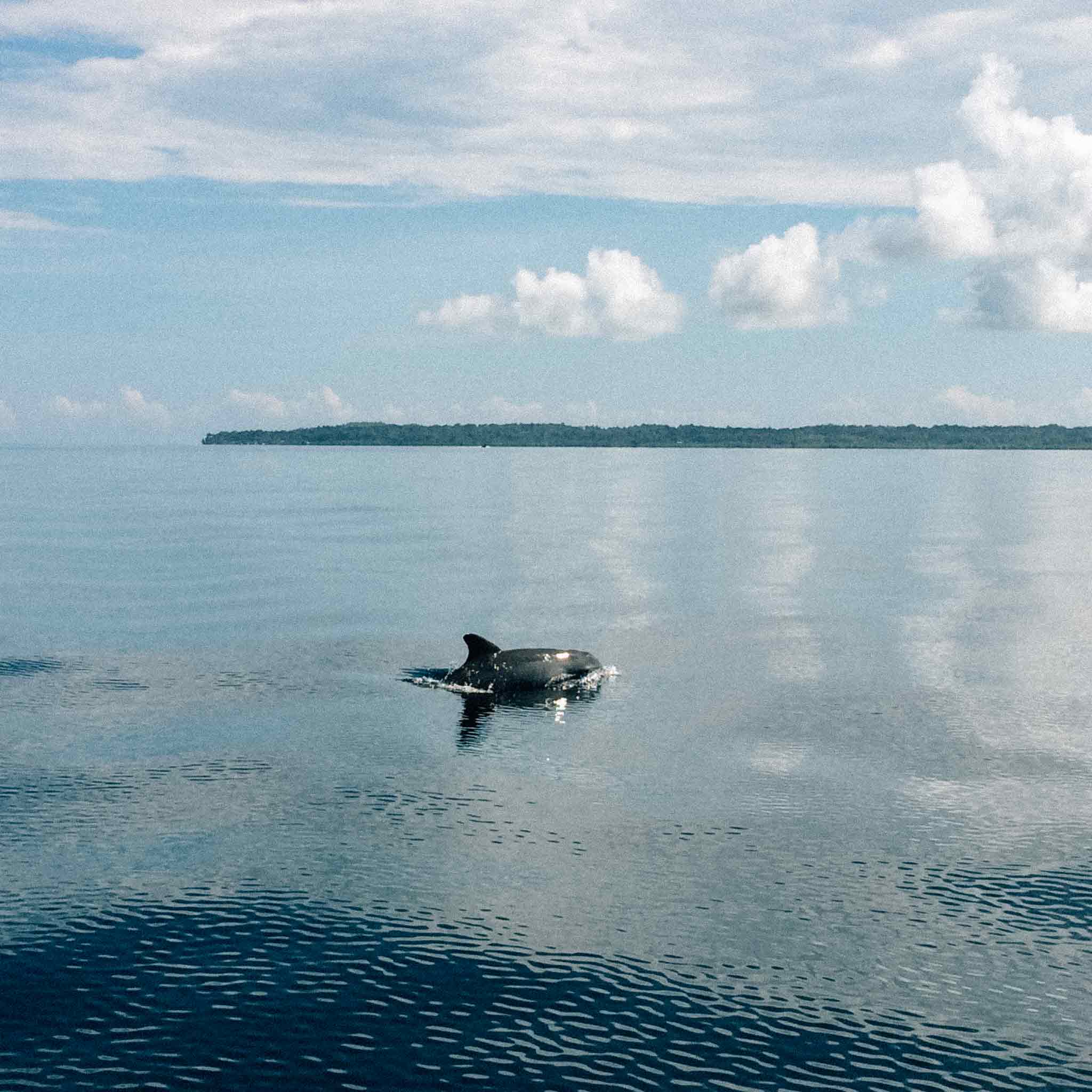 dolphins-bay-bocas-del-toro