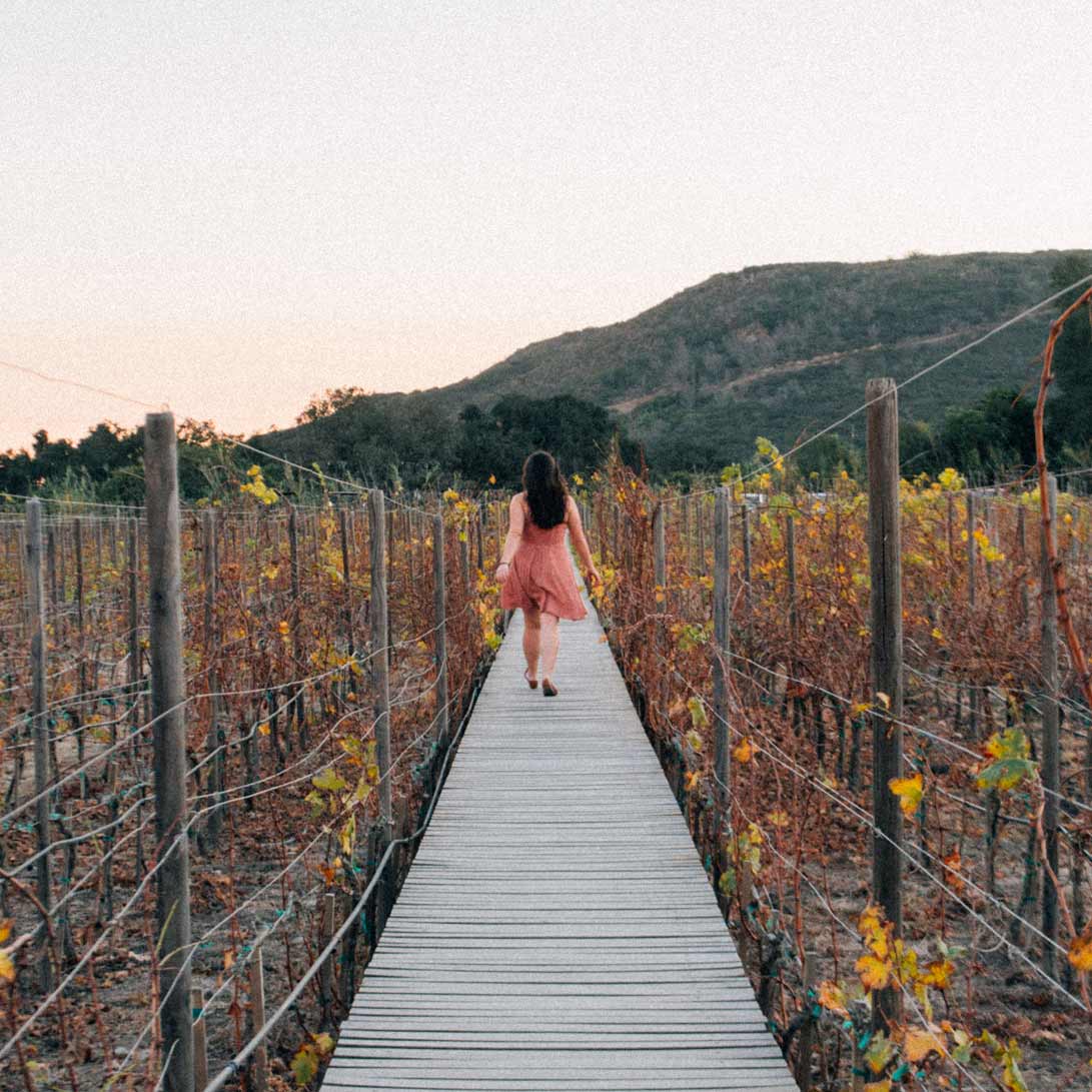 vinhedos-valle-guadalupe