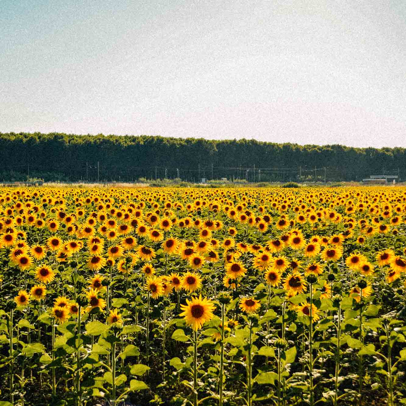 girassois-toscana