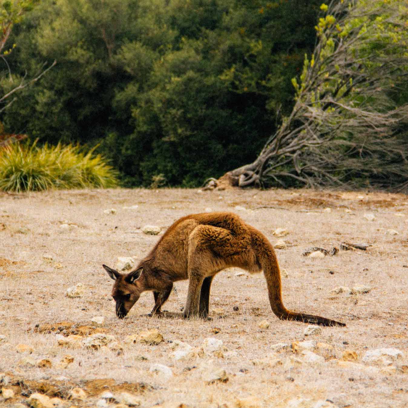 canguru-kangaroo-island