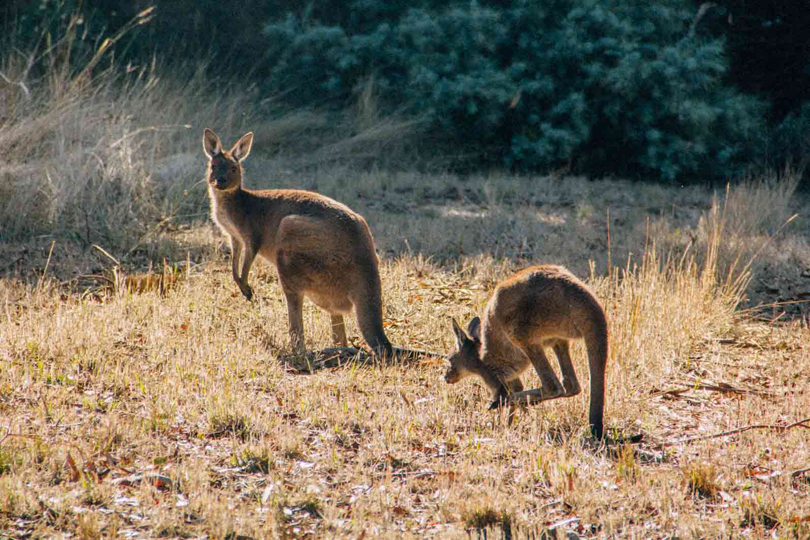 cangurus-australia