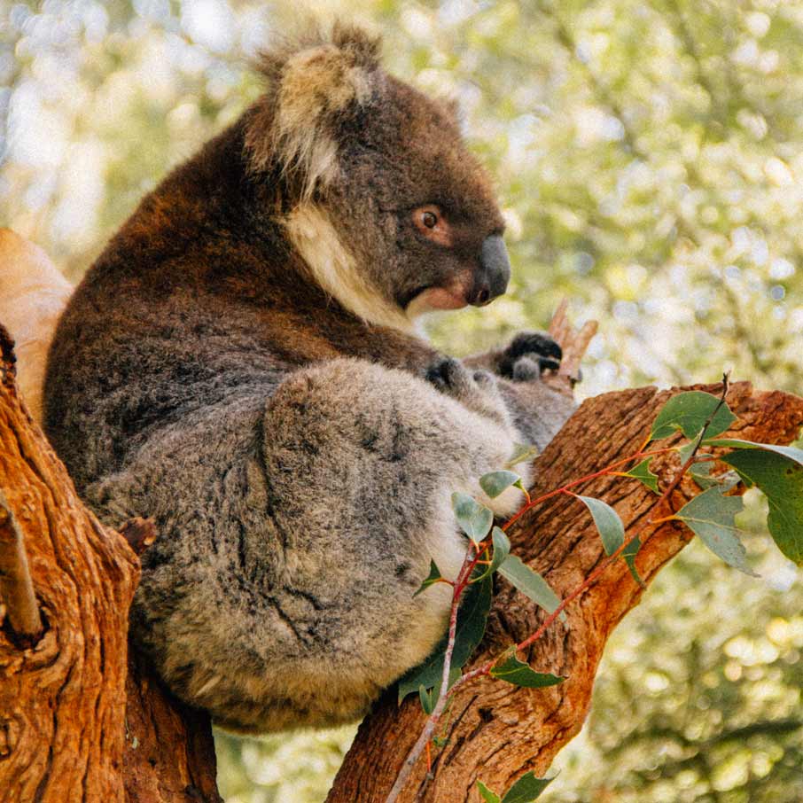 coala-kangaroo-island
