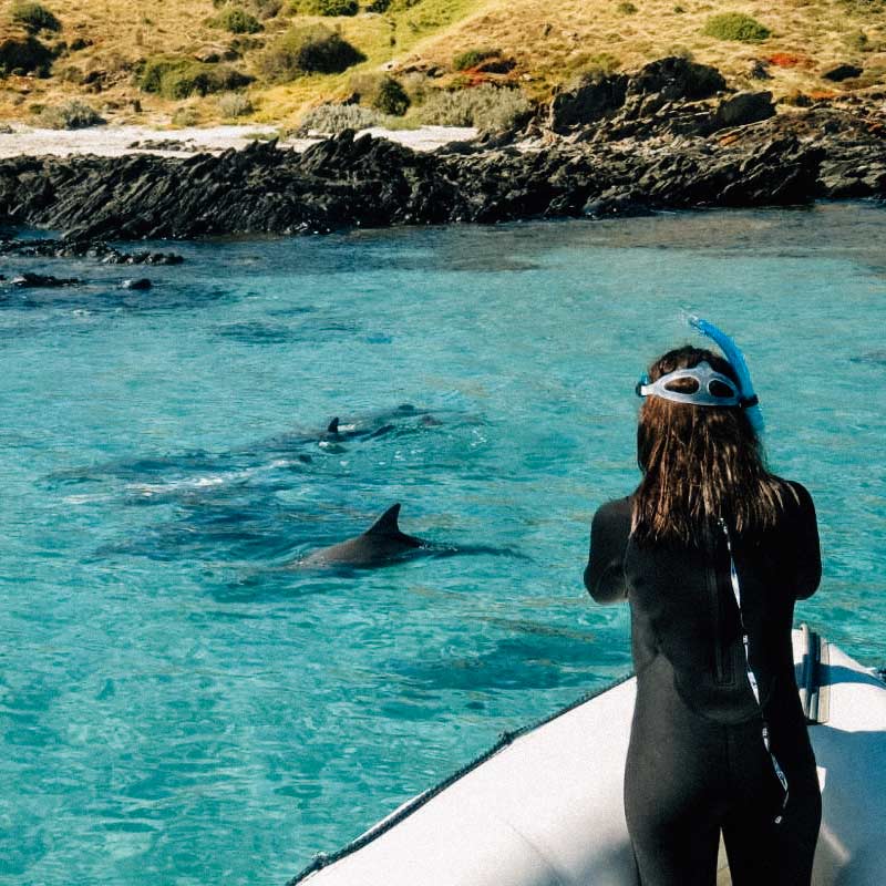 golfinhos-kangaroo-island