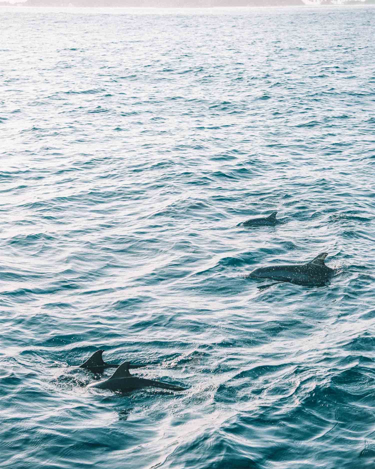 golfinhos-four-seasons-maldivas