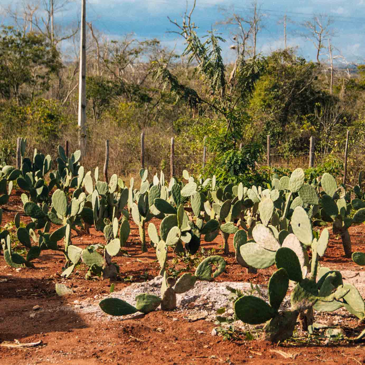 palma-chapada-diamantina