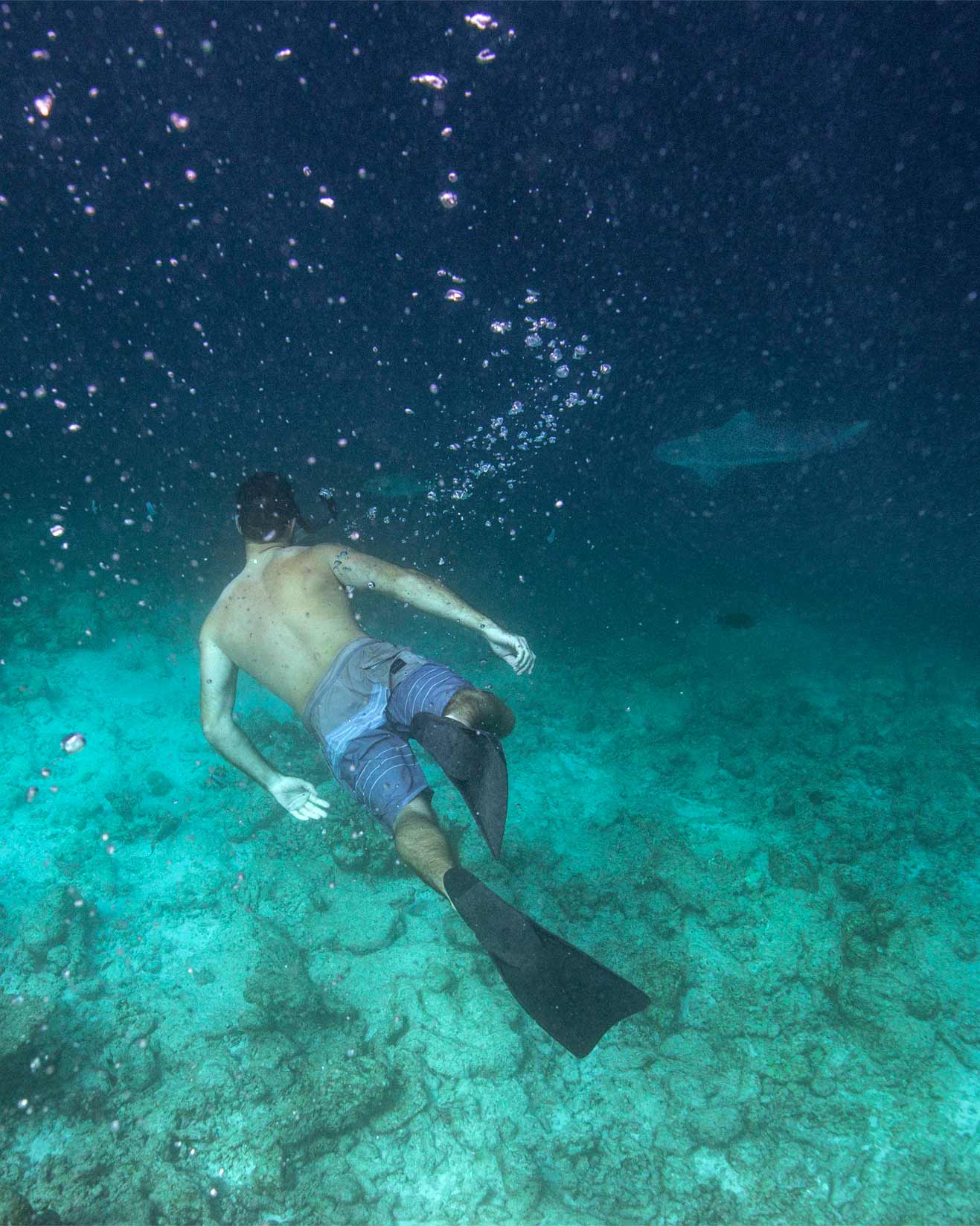 tubaro-mar-maldivas