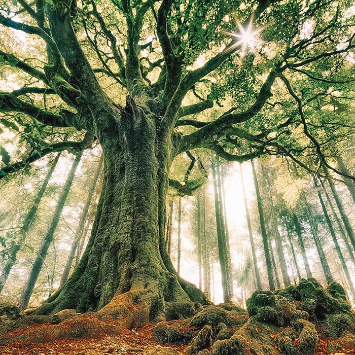 Bretanha França: Fôret de Brocéliande