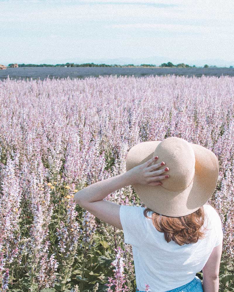 Provence França: Plateau de Valensole