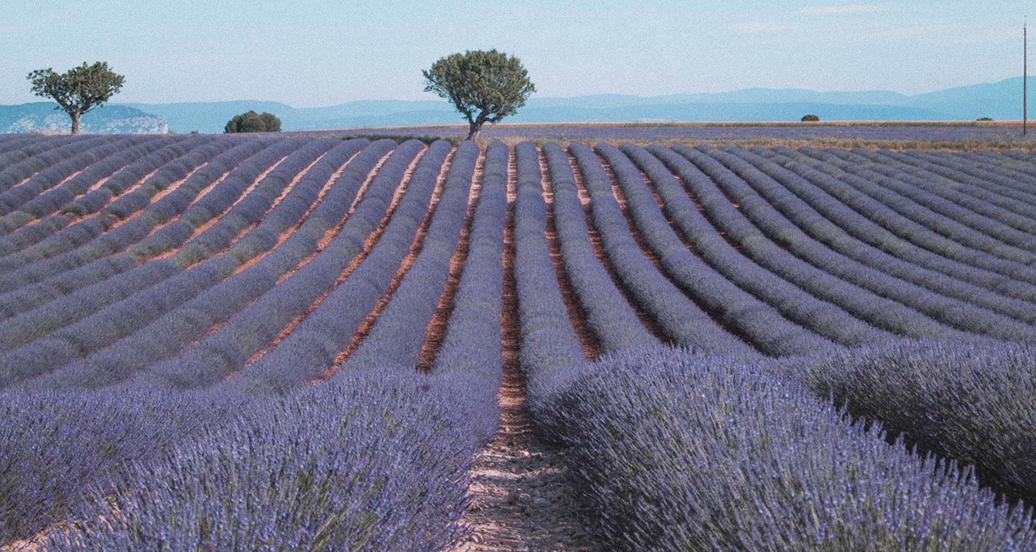 Provence frança: plateau de valensole