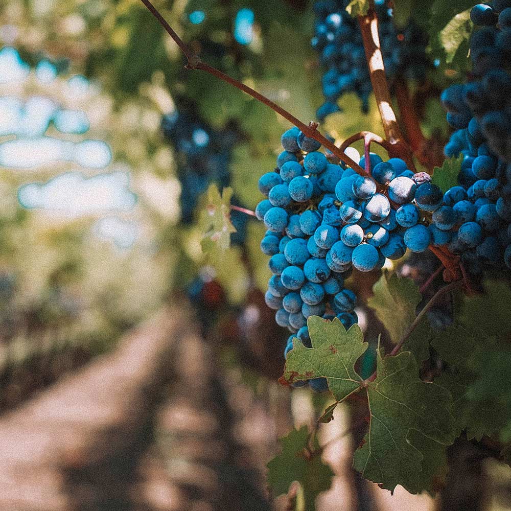 roteiro-na-frança-bordeaux-vinho