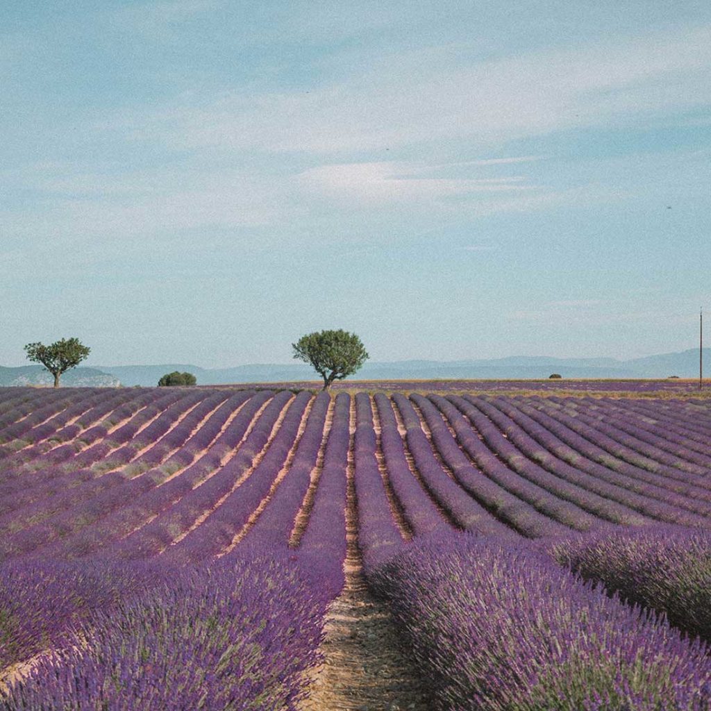 roteiro-na-frança-plateau-de-valensole