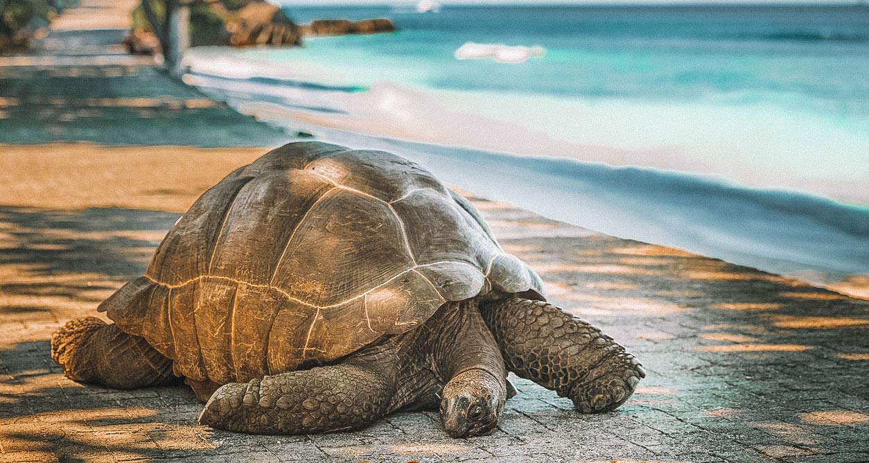 tartarugas-gigantes-seychelles