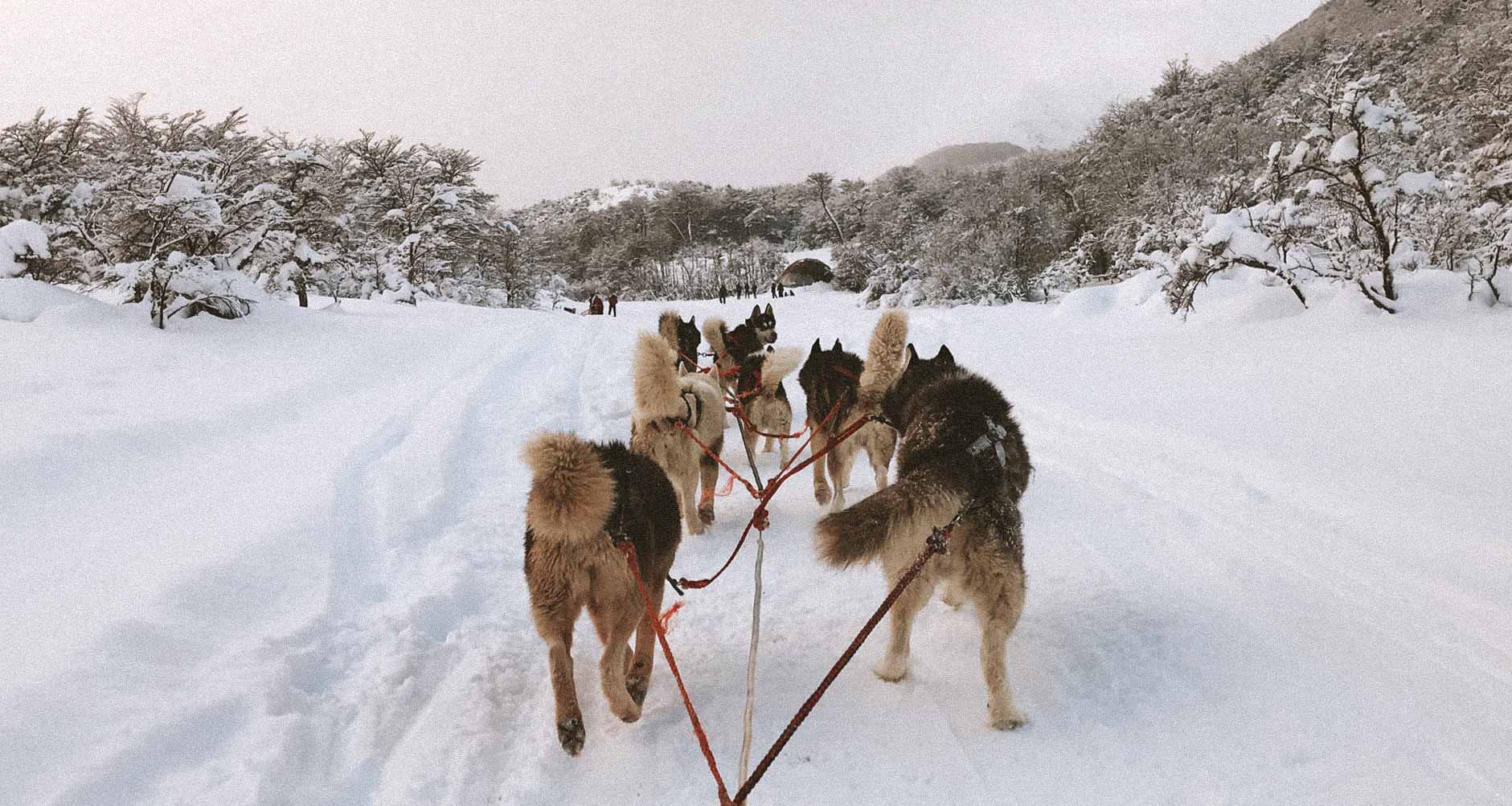 huskies-passeio-ushuaia