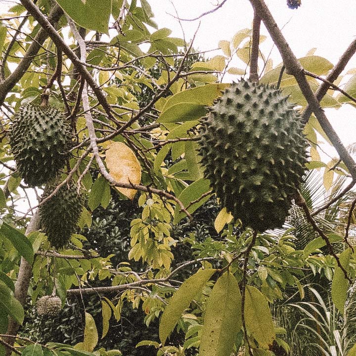 jardin-du-roi-seychelles