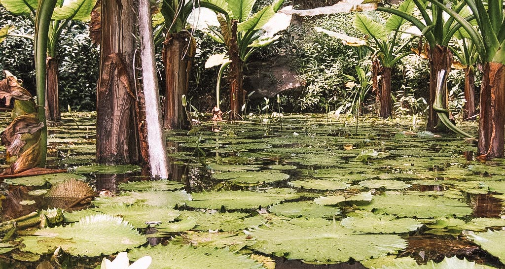 victoria-botanical-garden-mahe-seychelles