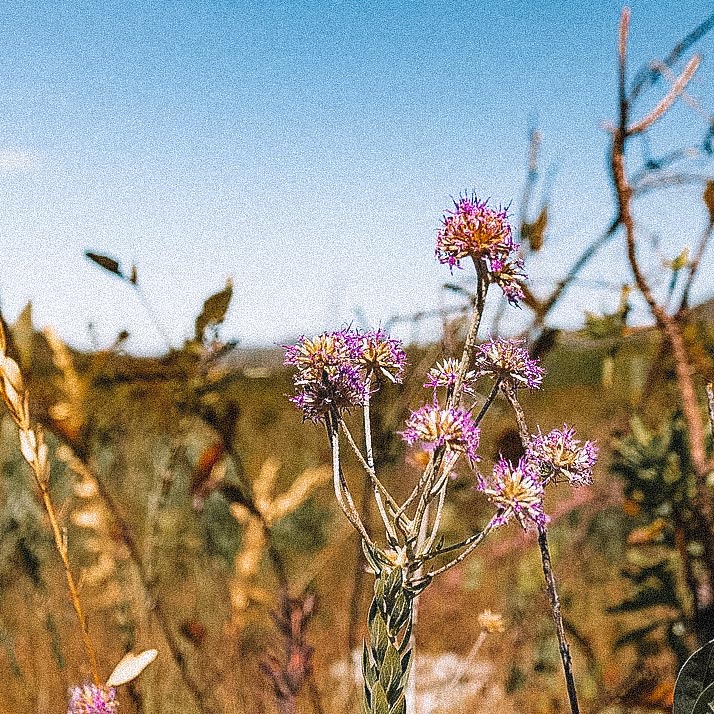 flores-cerrado